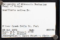 Armillaria mellea image