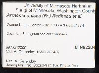 Arrhenia onisca image