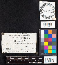 Armillaria mellea image