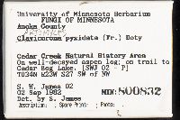 Artomyces pyxidatus image