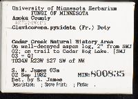 Artomyces pyxidatus image