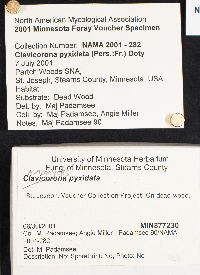Artomyces pyxidatus image