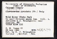 Artomyces pyxidatus image