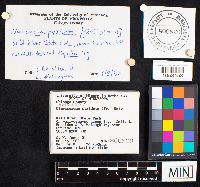 Artomyces pyxidatus image