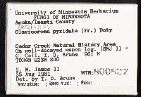 Artomyces pyxidatus image