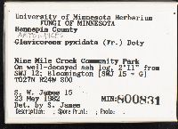 Artomyces pyxidatus image