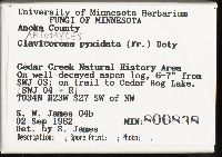 Artomyces pyxidatus image