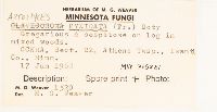 Artomyces pyxidatus image