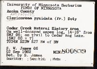 Artomyces pyxidatus image