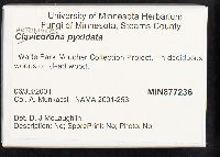Artomyces pyxidatus image