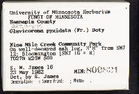 Artomyces pyxidatus image