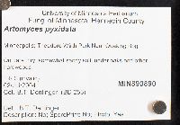 Artomyces pyxidatus image