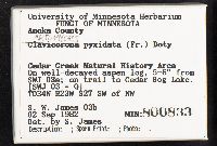 Artomyces pyxidatus image
