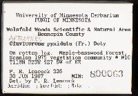 Artomyces pyxidatus image