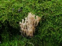 Artomyces pyxidatus image