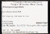 Artomyces pyxidatus image