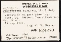 Artomyces pyxidatus image