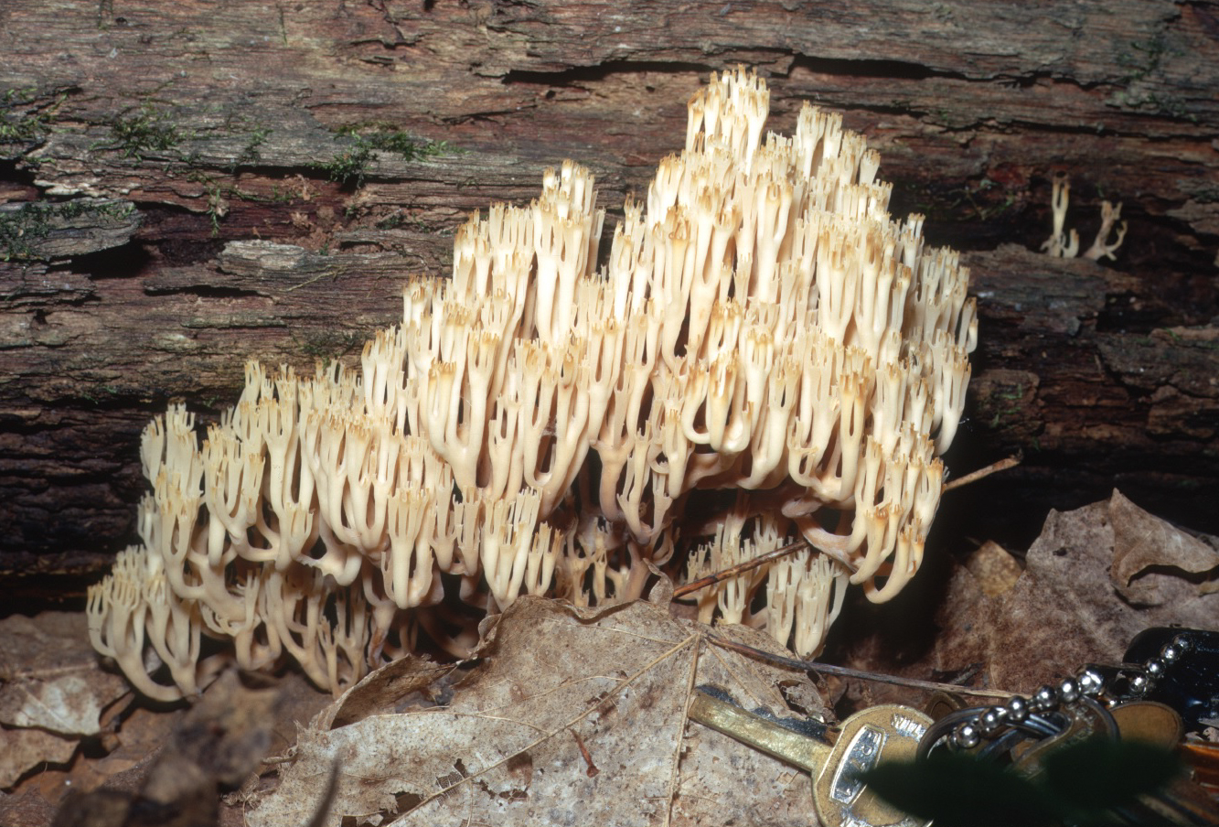 Artomyces pyxidatus image