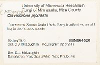 Artomyces pyxidatus image