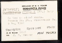 Artomyces pyxidatus image