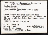 Artomyces pyxidatus image