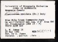 Artomyces pyxidatus image