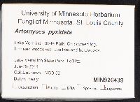 Artomyces pyxidatus image