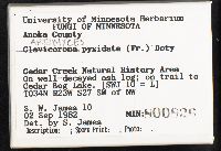 Artomyces pyxidatus image