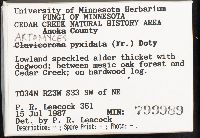 Artomyces pyxidatus image