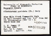 Artomyces pyxidatus image