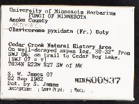 Artomyces pyxidatus image
