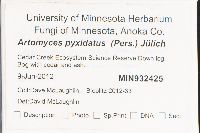 Artomyces pyxidatus image