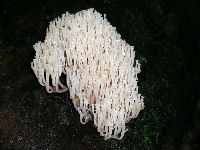 Artomyces pyxidatus image