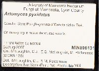 Artomyces pyxidatus image