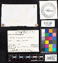 Artomyces pyxidatus image