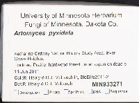 Artomyces pyxidatus image