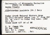 Artomyces pyxidatus image