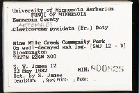 Artomyces pyxidatus image