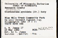 Artomyces pyxidatus image