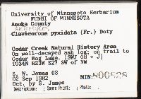 Artomyces pyxidatus image