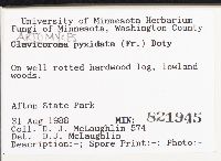 Artomyces pyxidatus image