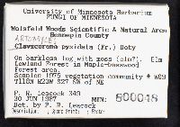 Artomyces pyxidatus image