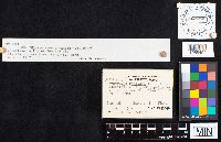 Artomyces pyxidatus image