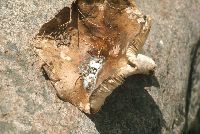 Asterophora lycoperdoides image