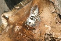 Asterophora lycoperdoides image