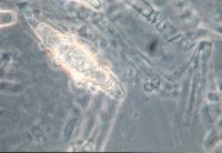 Asterophora lycoperdoides image