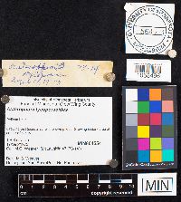 Asterophora lycoperdoides image