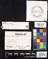 Asterophora lycoperdoides image