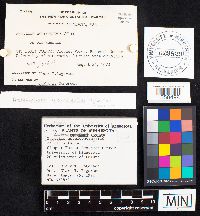 Asterophora lycoperdoides image