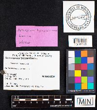 Asterophora lycoperdoides image